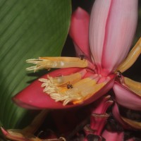 Musa velutina H.Wendl. & Drude